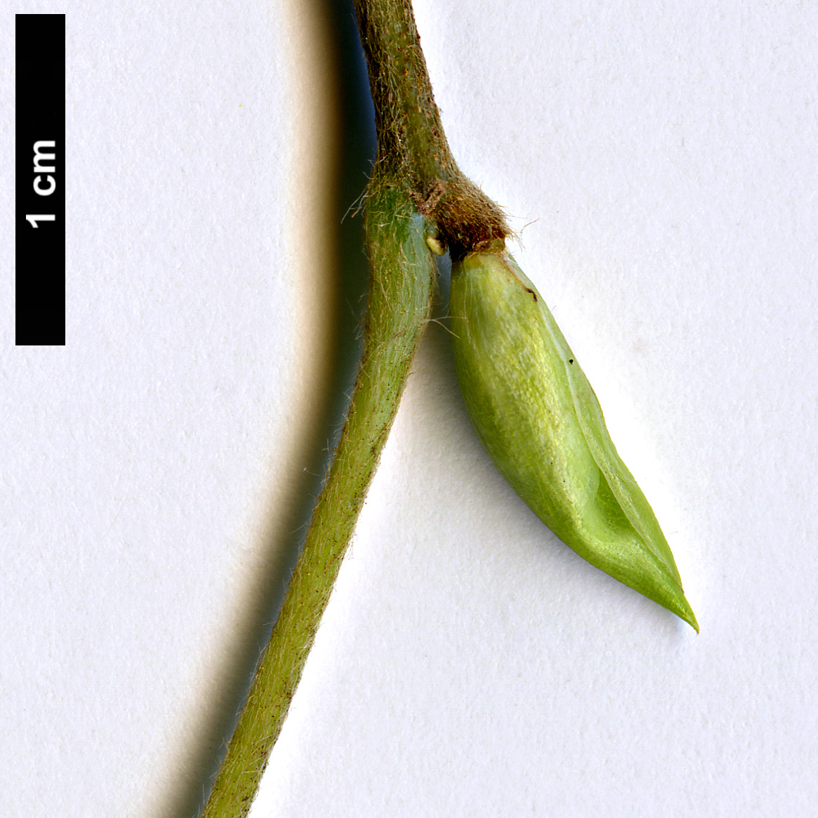 High resolution image: Family: Hamamelidaceae - Genus: Corylopsis - Taxon: himalayana - SpeciesSub: var. griffithii